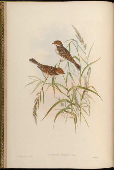 Little Bunting by John Gould